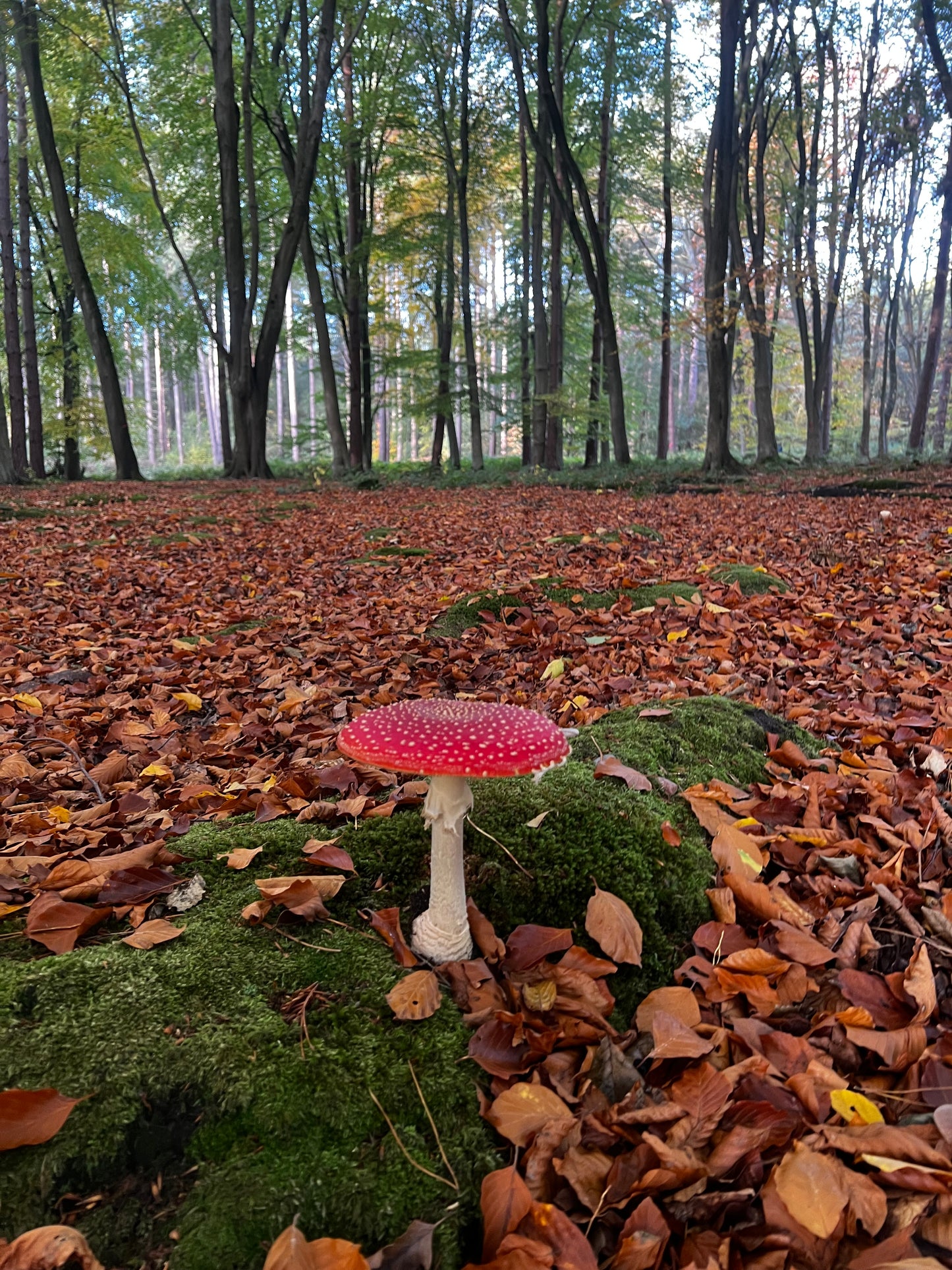 Shroom Balm