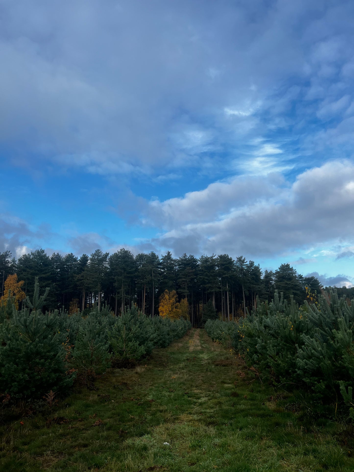 Forest Hand & Body Butter