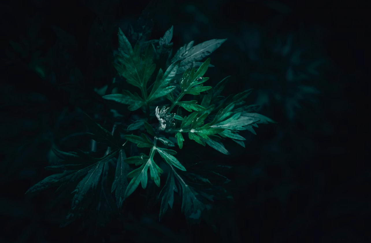 Dark Moon Mugwort Sleep Tincture