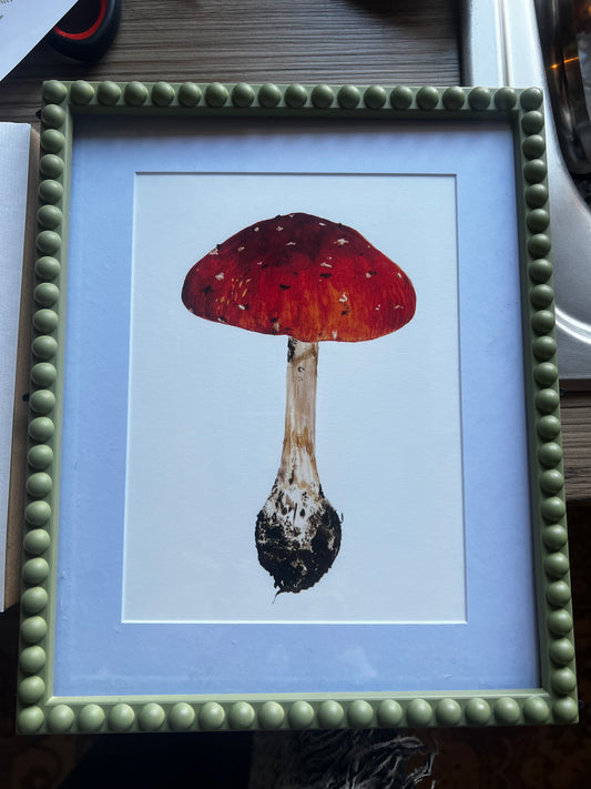 Amanita Mushroom