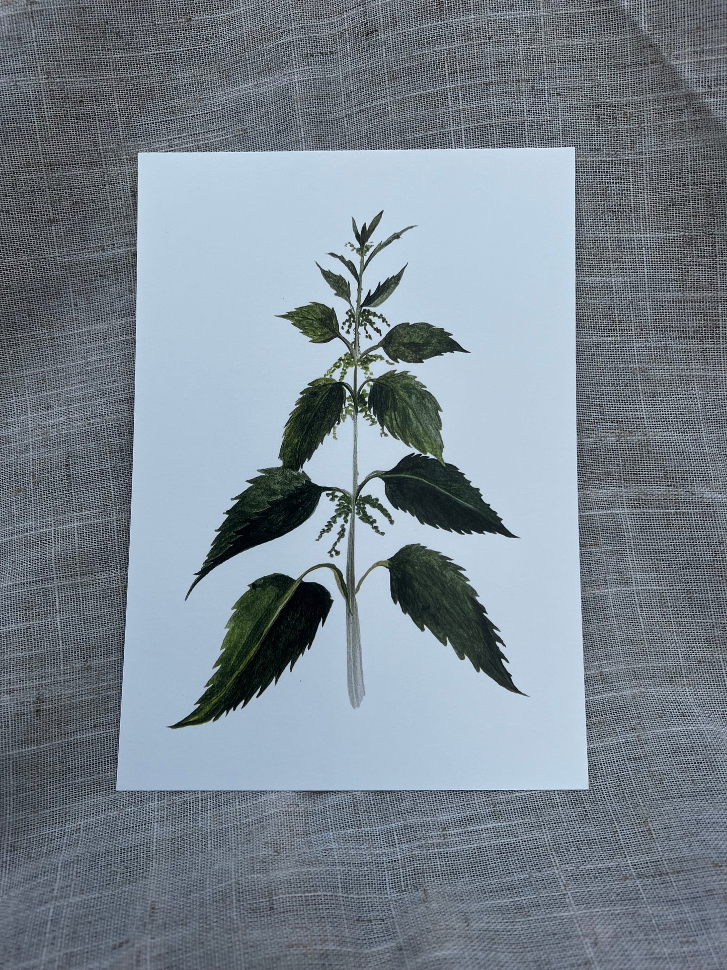 Nettle