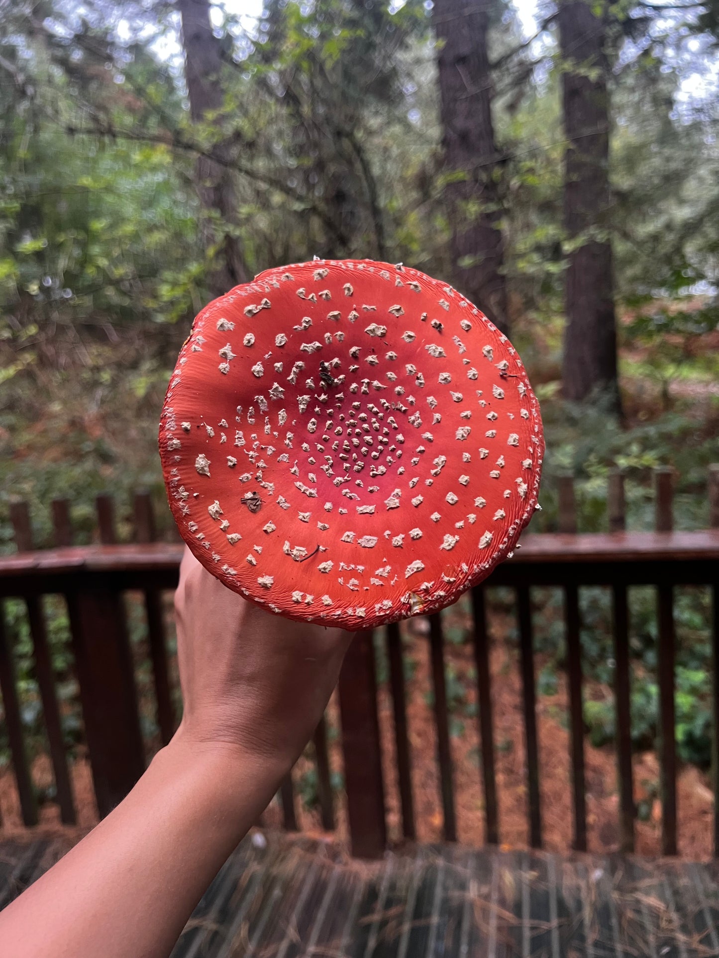 Shroom Balm